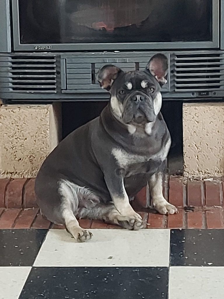 Les Bouledogue français de l'affixe Mélodie Lecolier