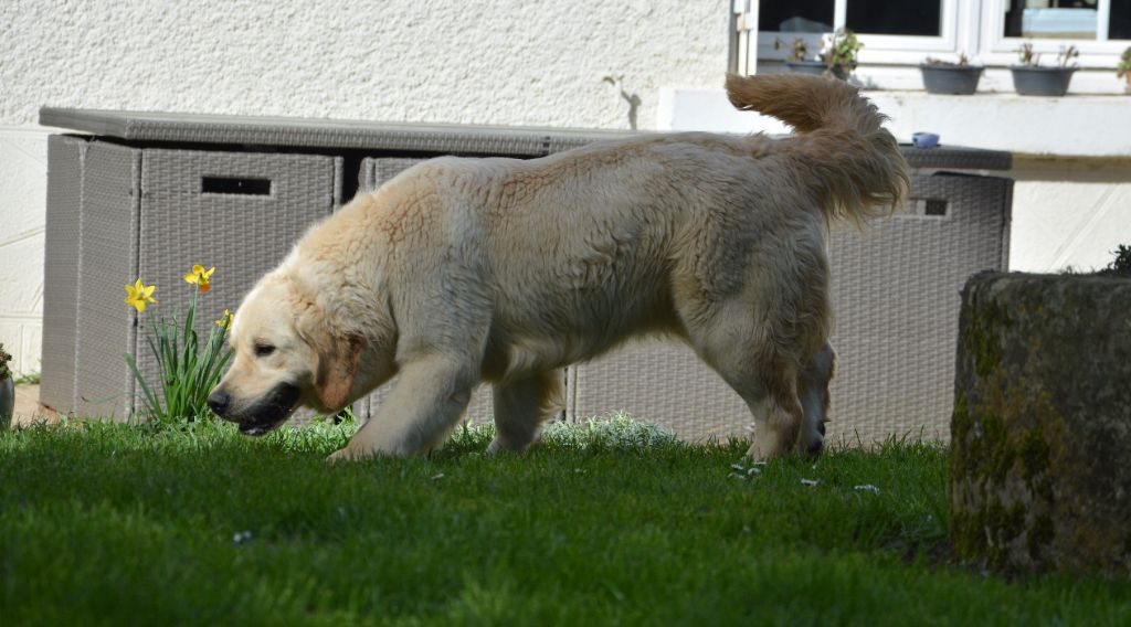 Les Golden Retriever de l'affixe Mélodie Lecolier