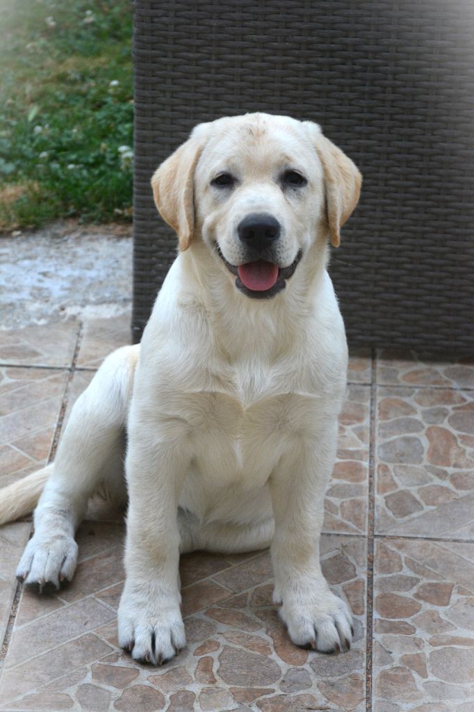 Les Labrador Retriever de l'affixe Mélodie Lecolier