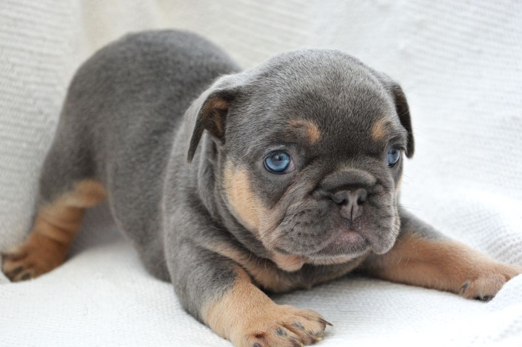 Mélodie Lecolier - Chiot disponible  - Bouledogue français